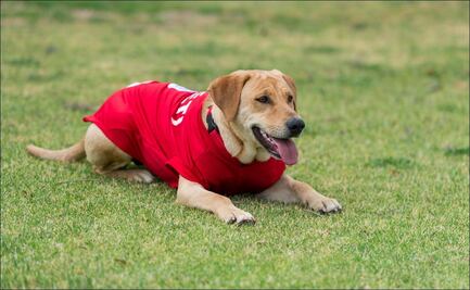 El Atlético de San Luis encuentra y ficha a la perrita 'Tunita'