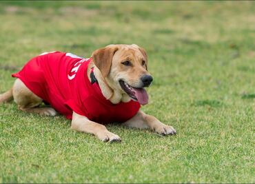 El Atlético de San Luis encuentra y ficha a la perrita 'Tunita'