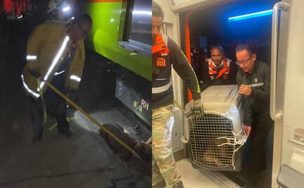 Rescatan a perro de vías de estación Zapata de Línea 12