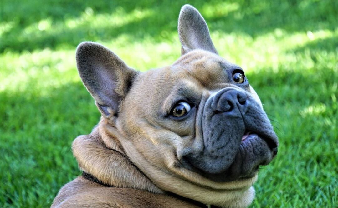 Perro con miedo. Fuente: Pixabay