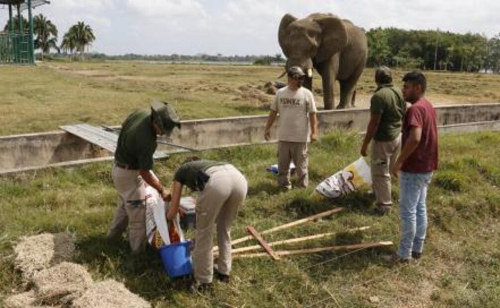 Tombo, el elefante del zoológico de Tabasco que pinta y busca novia