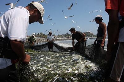 Aumenta producción del sector pesquero: Conapesca 