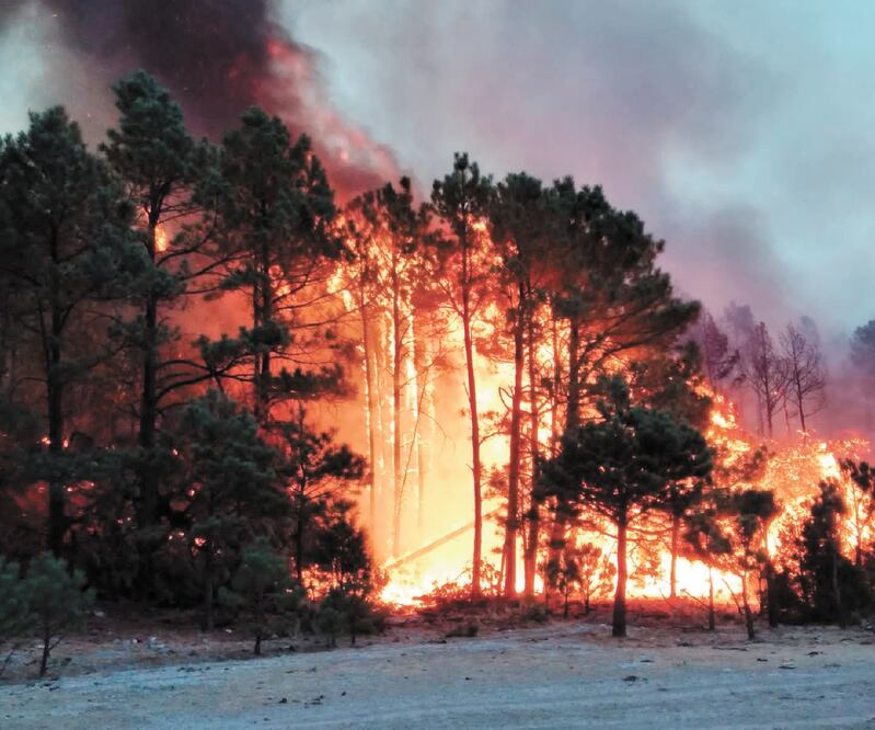 La sierra de Chihuahua enfrenta 19 conflagraciones en diferentes municipios, como el de Bocoyna. Foto: ESPECIAL