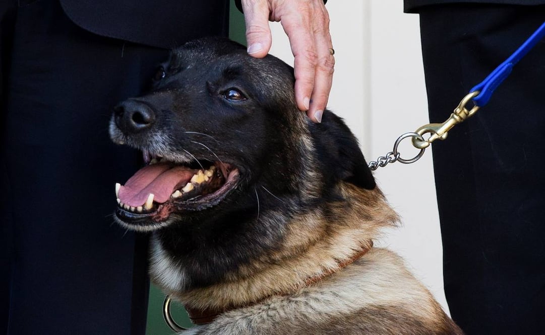 El presidente Donald Trump subrayó que Conan ha participado en muchas otras importantes redadas militares (Foto: EFE)