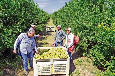 Arrebata a crimen el manejo de oro verde