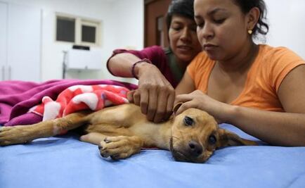 Operan con éxito a "Lupita", cachorrita que fue violada en Colombia