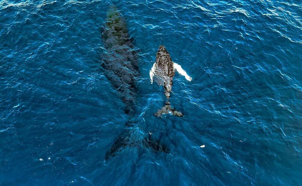 La llegada de ballenas jorobadas a las costas de Los Cóbanos, en Sonsonate, marca el inicio de una temporada que combina turismo y conservación. (11/01/25) Fotos: Gobierno de El Salvador y MARN