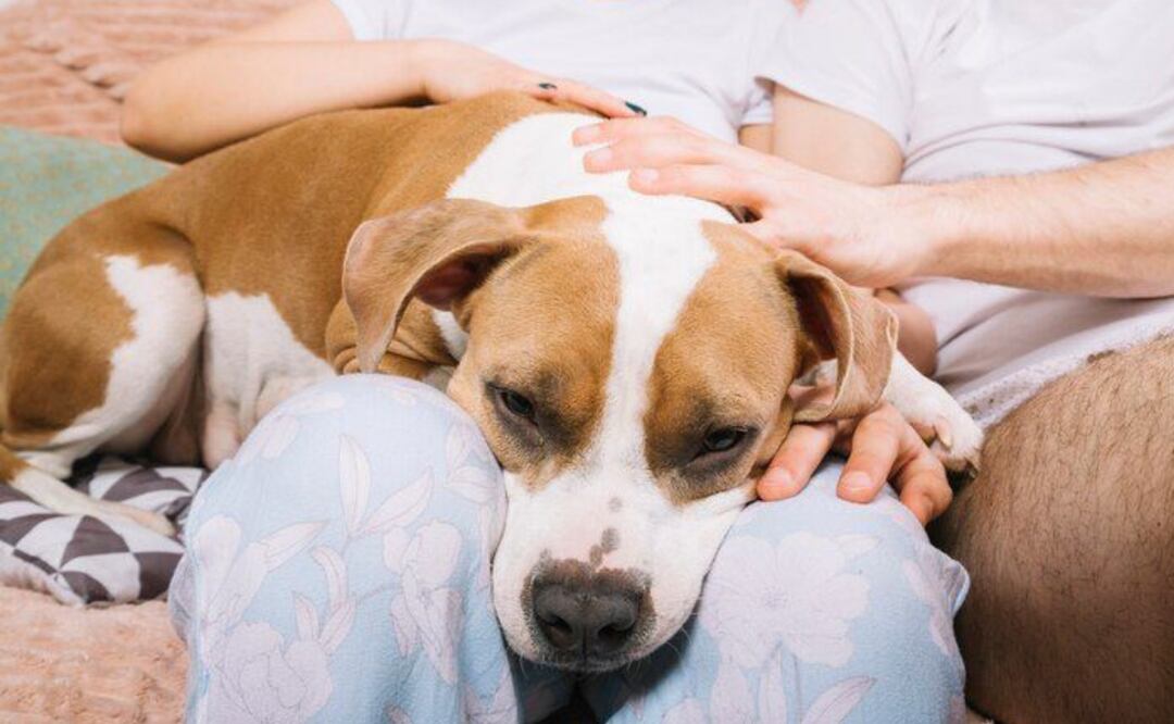 Perros | Fuente: Freepik.