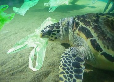 4 productos naturales que pueden sustituir al plástico