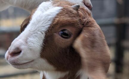 Granjera británica renta cabras para amenizar “aburridas” videollamadas de trabajo