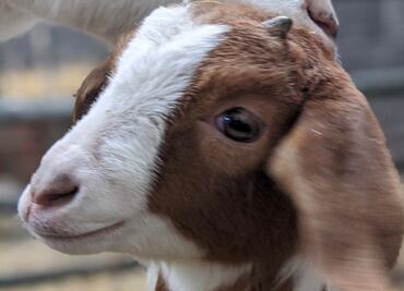 Granjera británica renta cabras para amenizar “aburridas” videollamadas de trabajo