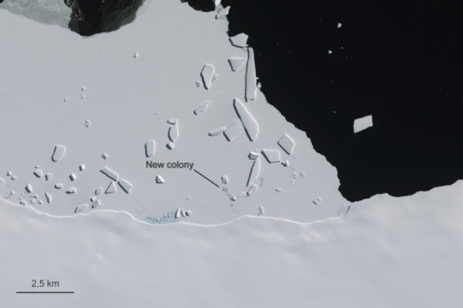 Descubren desde el espacio colonias de pingüinos en la Antártida