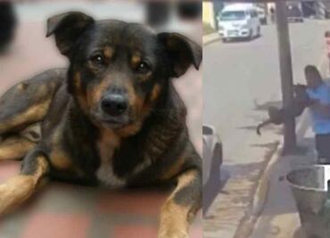 Lo que sabemos de "Benito", el perrito arrojado a un cazo de aceite hirviendo: "Tenía 8 meses y estuvo agonizando varias horas"