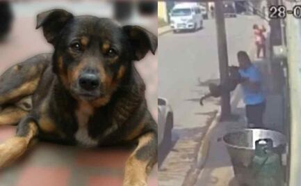 Caso Scooby: Dictan prisión preventiva a Sergio "N", presunto asesino de perrito en Tecámac