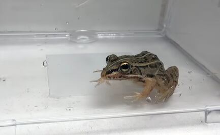 El increíble escape de un escarabajo luego de ser tragado por una rana