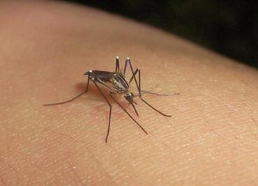 Confirman segunda muerte por dengue en Yucatán