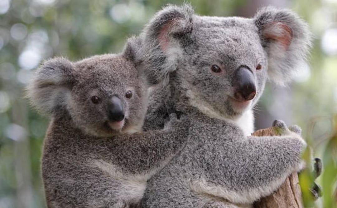 Activistas aseguran que evaluar la salud de un koala desde el aire, a más de 30 metros de distancia, es inexacto y riesgoso Foto: iStock