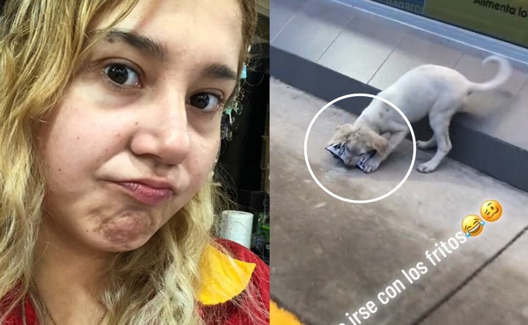 El perrito "ladrón" enterneció en redes sociales. Foto: TikTok @historias.en.partescx