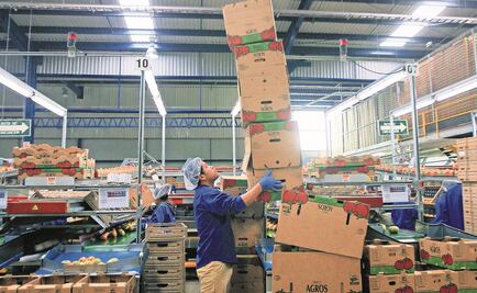 Exportadores de jitomate esperan firma de acuerdo con EU