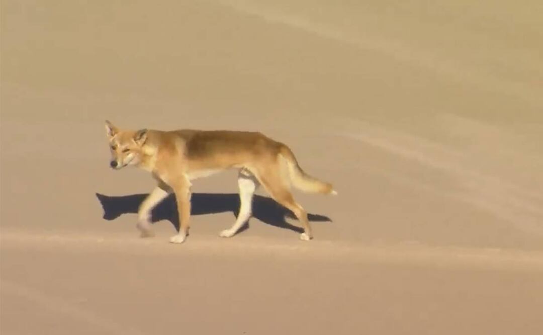 Un dingo camina por la playa en K'gari, antes conocida como Fraser Island, Australia, el 17 de julio de 2023. Foto: AP