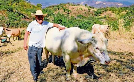 Gobierno liberará más moscas para contener al barrenador