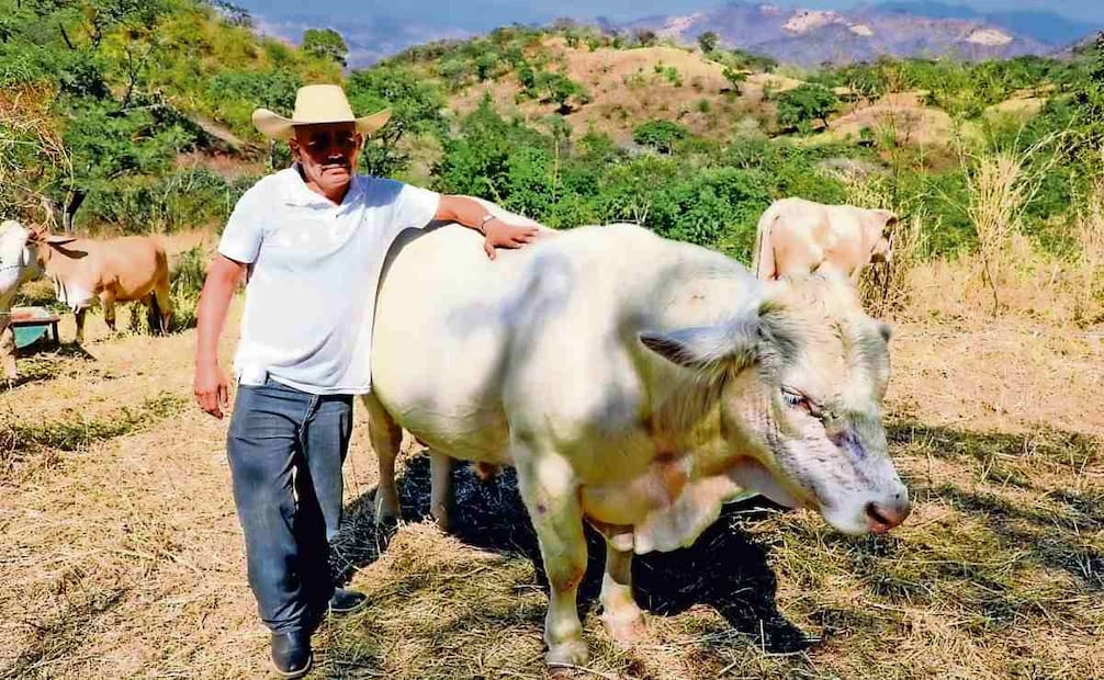 Ganaderos mexicanos se han visto afectados desde el 11 de mayo pasado por el cierre de la frontera con EU a sus reses, por el gusano barrenador. Foto: Archivo / EL UNIVERSAL