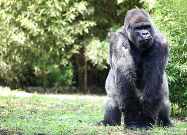 Entérate. Gorila de tierras bajas, especie en peligro de extinción