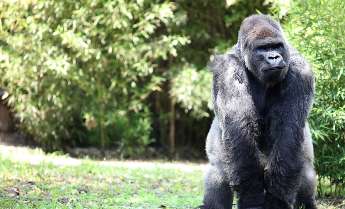 Valente Rosas / EL UNIVERSAL