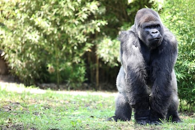 Entérate. Gorila de tierras bajas, especie en peligro de extinción