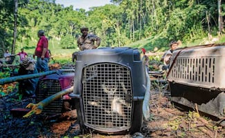 Un nuevo hogar para monos araña