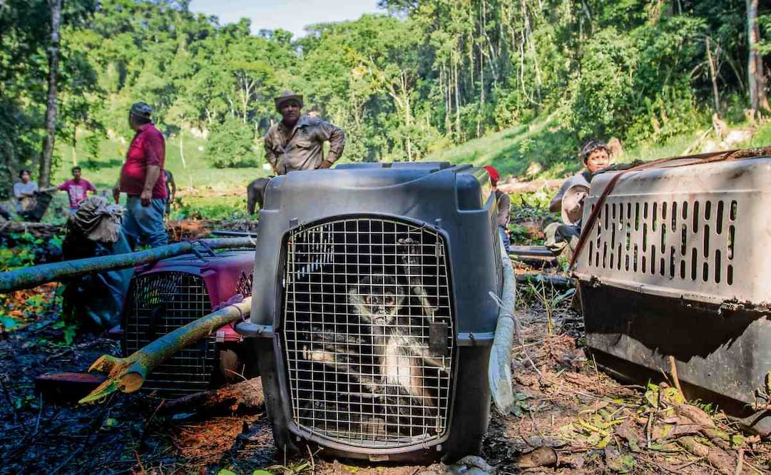 Foto: Santiago Reyes / EL UNIVERSAL
