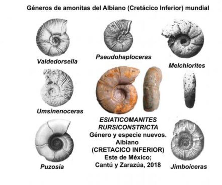 Descubre IPN fósil único en el mundo 