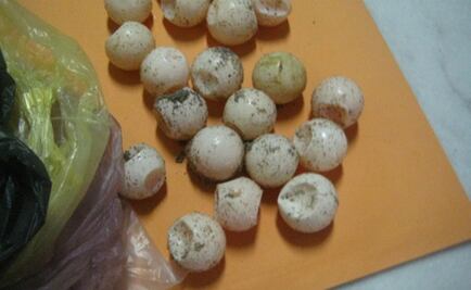 Rescatan 212 huevos de tortuga en Manzanillo