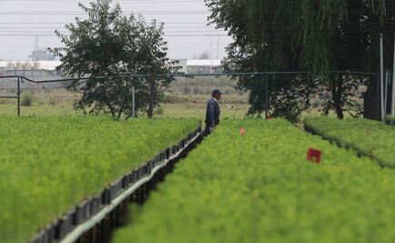 Comité busca plantar 15 millones de árboles en esta temporada en Edomex