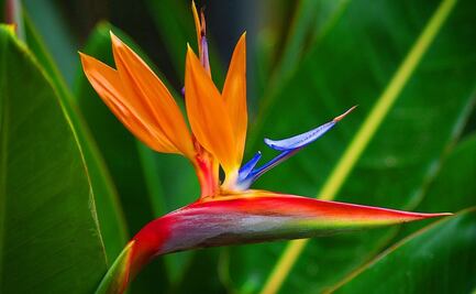 Dónde colocar la flor Ave del Paraíso para que florezca