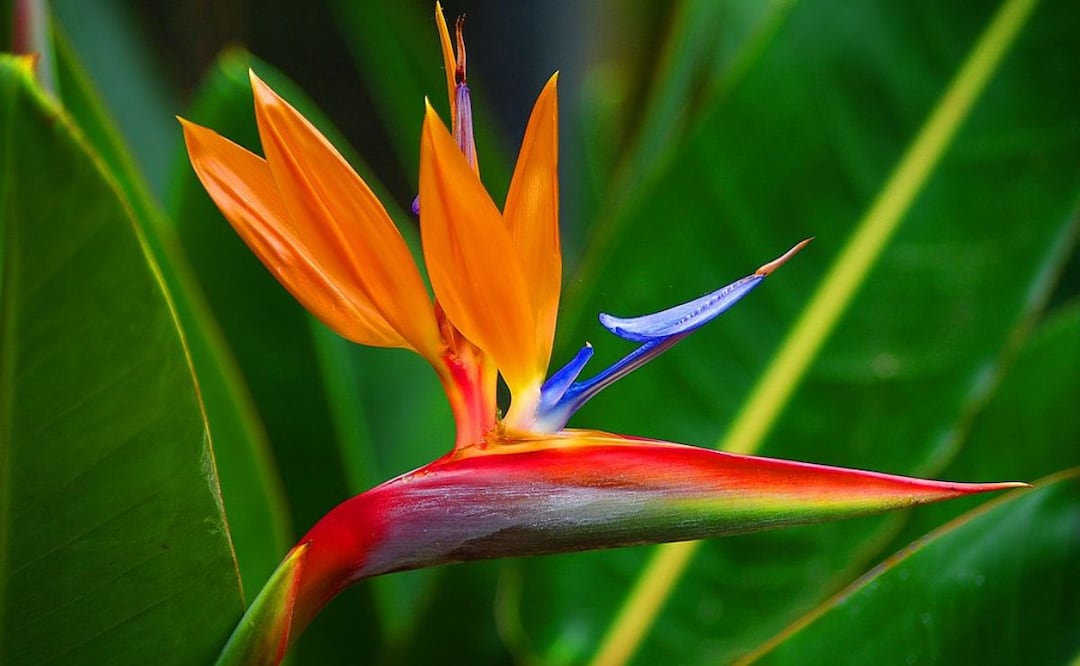 La Ave del Paraíso, despliega su singularidad en los jardines de Canarias. Fuente: Freepik.