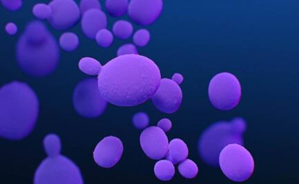 Alerta EU por infecciones con hongo superresistente y potencialmente mortal