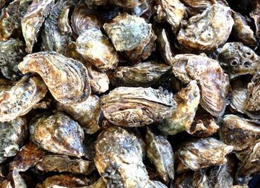 Restringen extracción y venta de moluscos en Mulegé, Baja California Sur; alertan por presencia de toxina