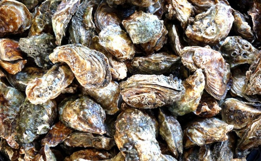 Autoridades piden a la población estar al pendiente del consumo de pescados y mariscos y priorizar buenas prácticas de higiene en Baja California Sur (10/04/2025). Foto: Especial