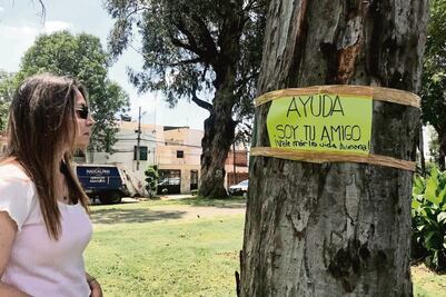 Urgen revisión de más de tres mil árboles en Echegaray