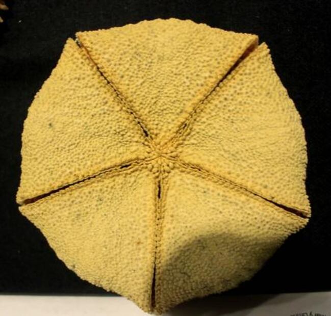 Reconocen seis especies de estrellas de mar del Templo Mayor