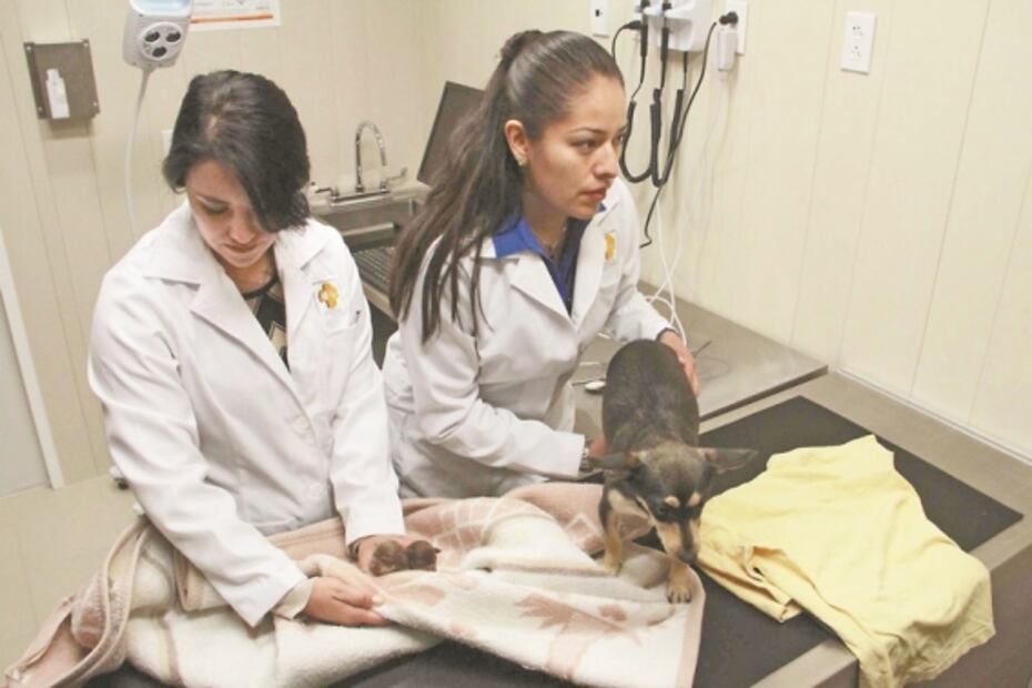 Agoniza Hospital Veterinario de CDMX por falta de recursos