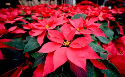 Nochebuenas y otras plantas navideñas que son tóxicas para tus mascotas