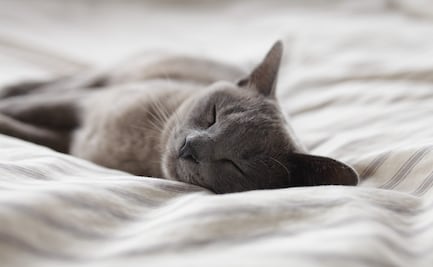 Denuncian abuso sexual a gatita en Yucatán; tuvo que ser sacrificada