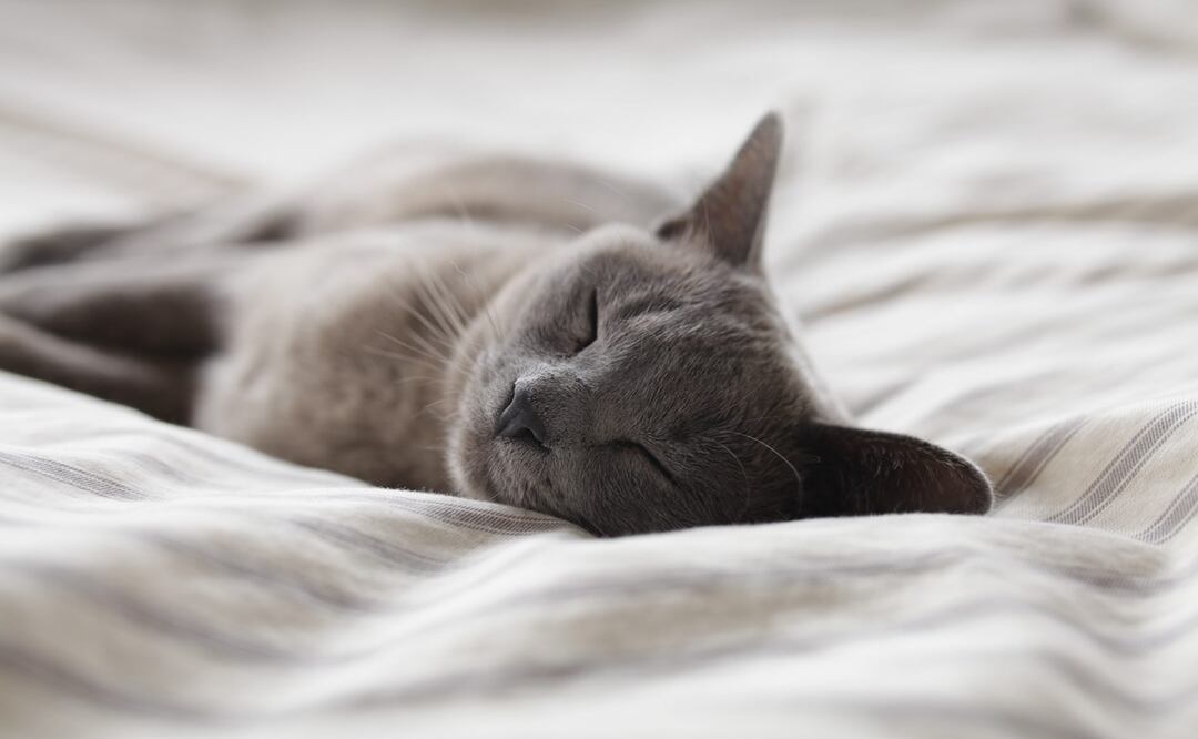 FOTO ILUSTRATIVA: Archivo