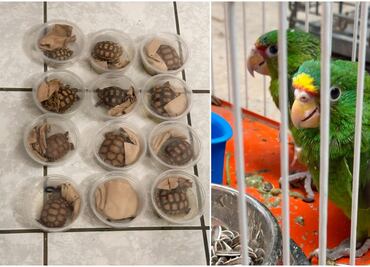 Rescatan a 377 aves y reptiles que serían traficados en Chihuahua; no hay ningún detenido