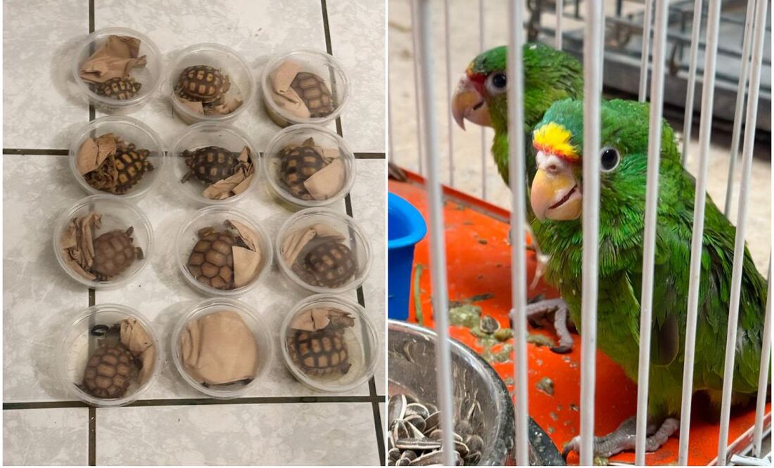 Profepa asegura 377 aves y reptiles que serían traficados en Chihuahua; no hay ningún detenido. Foto: Especiales