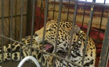 Aseguran 12 animales que usarían en comercial de TV