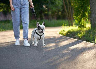 ¿Cuál es la mejor hora del día para pasear a tu perro?