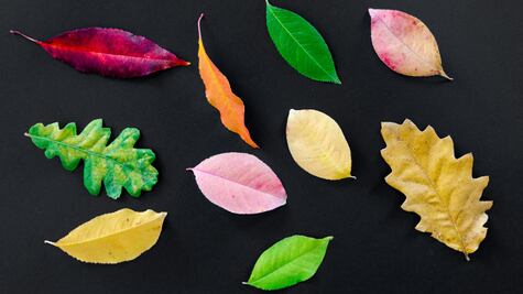 La hoja de esta fruta tropical que combate infecciones vaginales y bucales